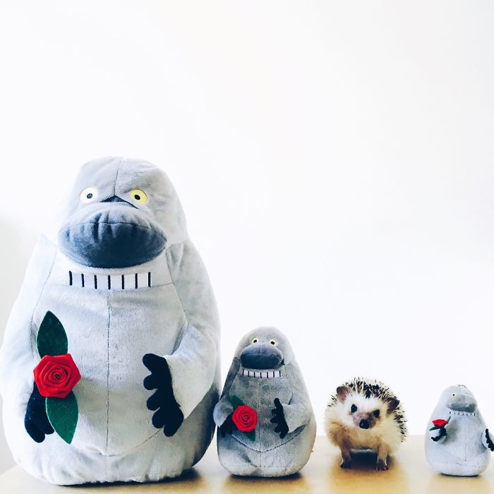 The Ordinary Lives Of Our Ordinary Hedgehogs The Ordinary Lives Of Our Ordinary Hedgehogs