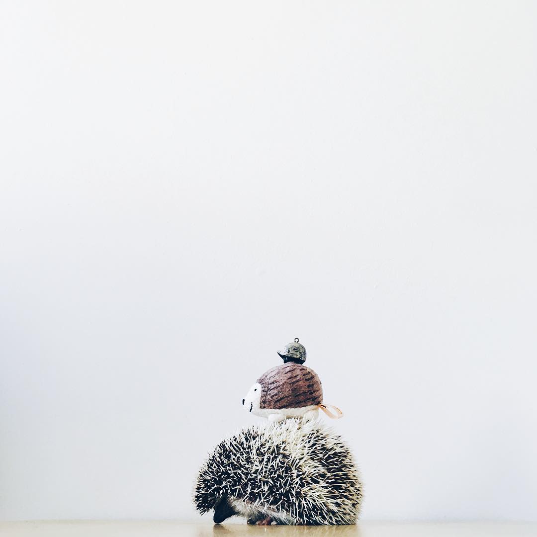 The Ordinary Lives Of Our Ordinary Hedgehogs The Ordinary Lives Of Our Ordinary Hedgehogs