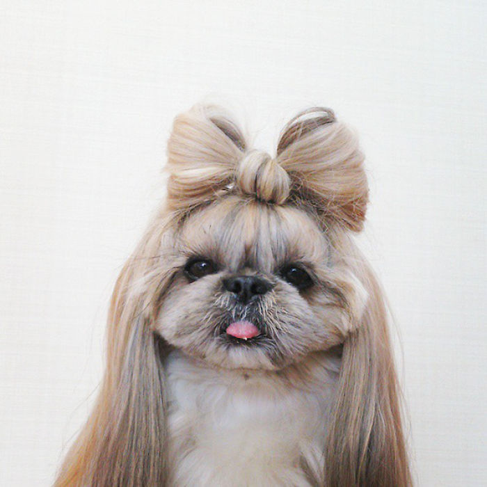 Every Day This Dog Gets A New Hairstyle Every Day This Dog Gets A New Hairstyle
