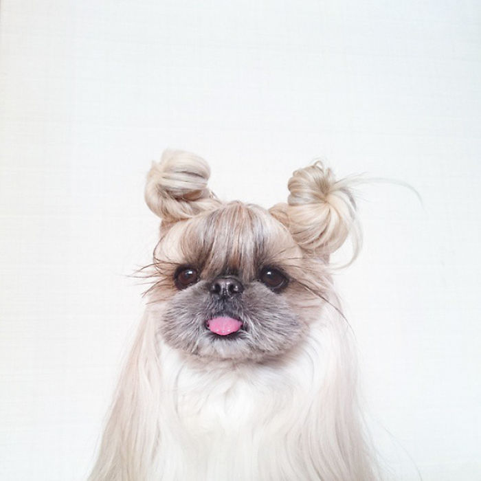 Every Day This Dog Gets A New Hairstyle Every Day This Dog Gets A New Hairstyle