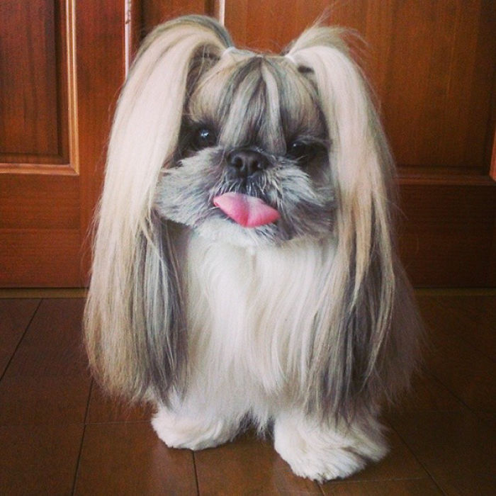 Every Day This Dog Gets A New Hairstyle Every Day This Dog Gets A New Hairstyle