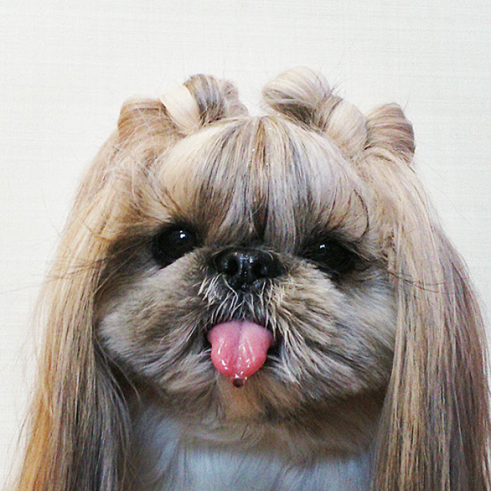 Every Day This Dog Gets A New Hairstyle Every Day This Dog Gets A New Hairstyle
