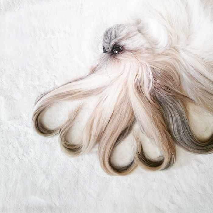 Every Day This Dog Gets A New Hairstyle Every Day This Dog Gets A New Hairstyle