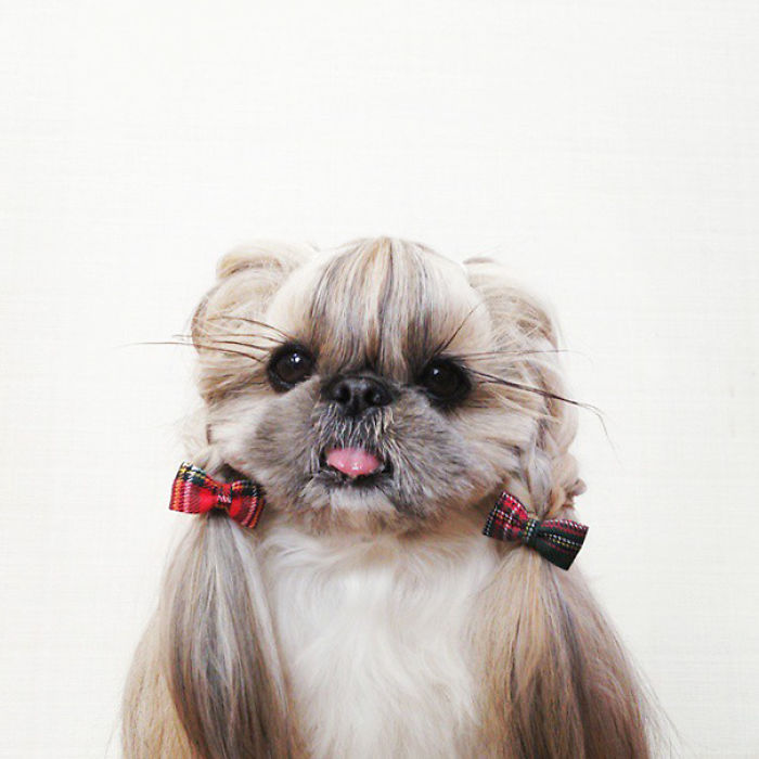 Every Day This Dog Gets A New Hairstyle Every Day This Dog Gets A New Hairstyle