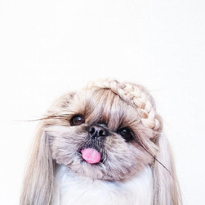 Every Day This Dog Gets A New Hairstyle Every Day This Dog Gets A New Hairstyle