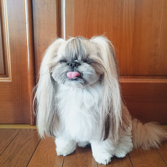 Every Day This Dog Gets A New Hairstyle Every Day This Dog Gets A New Hairstyle
