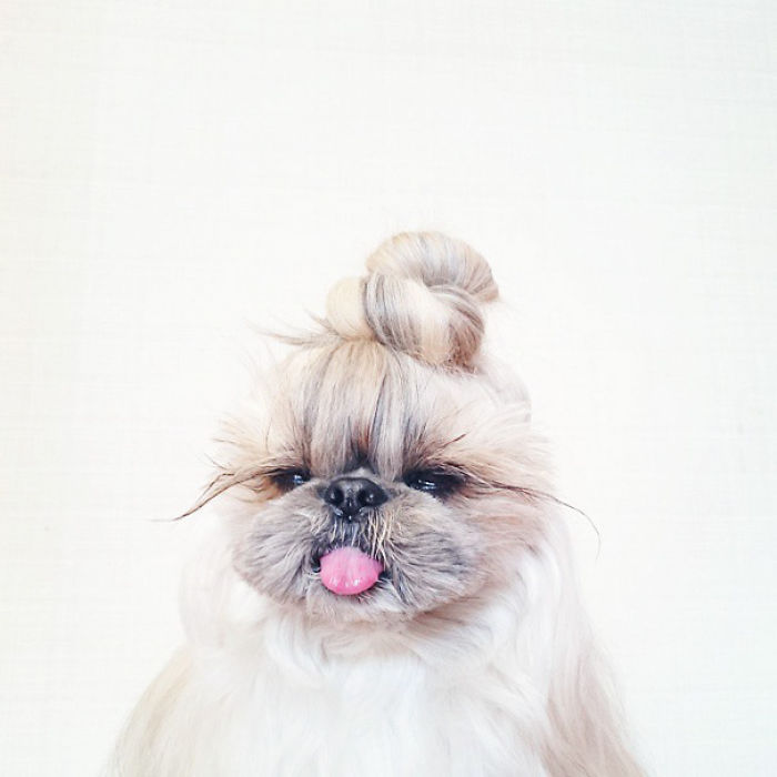 Every Day This Dog Gets A New Hairstyle Every Day This Dog Gets A New Hairstyle