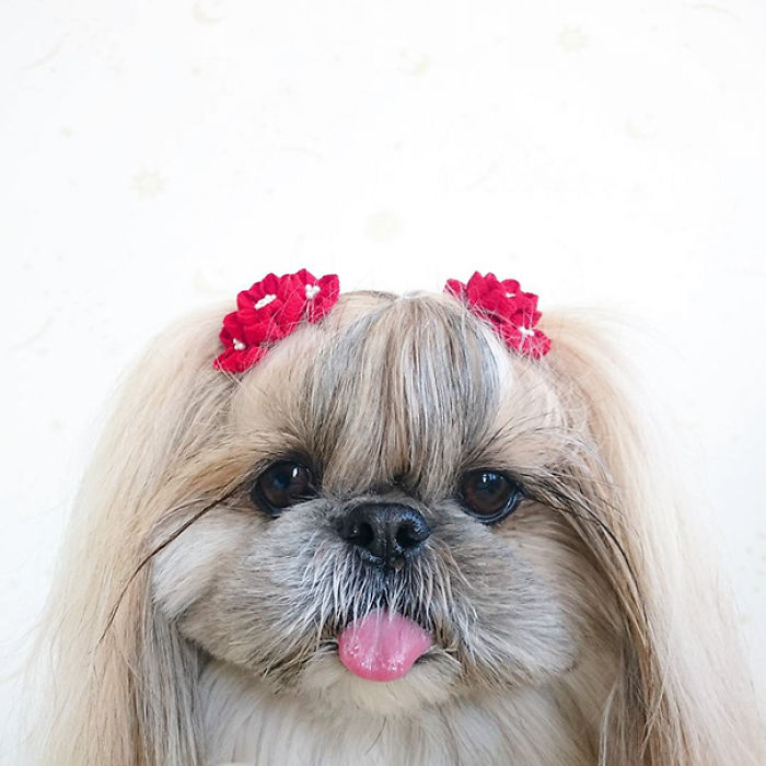 Every Day This Dog Gets A New Hairstyle Every Day This Dog Gets A New Hairstyle