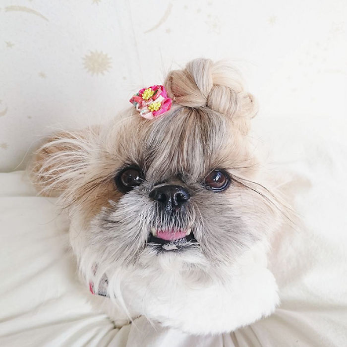 Every Day This Dog Gets A New Hairstyle Every Day This Dog Gets A New Hairstyle