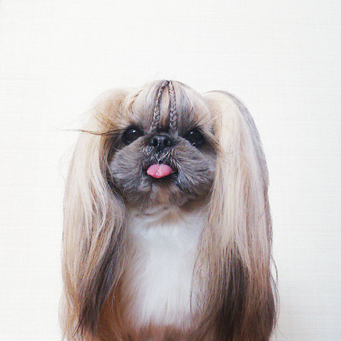 Every Day This Dog Gets A New Hairstyle Every Day This Dog Gets A New Hairstyle
