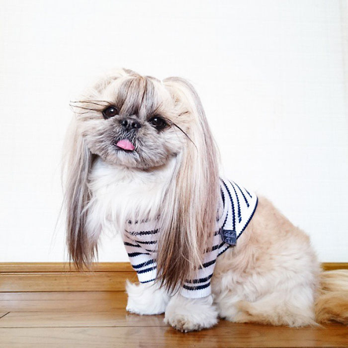 Every Day This Dog Gets A New Hairstyle Every Day This Dog Gets A New Hairstyle