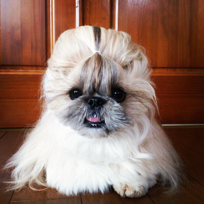 Every Day This Dog Gets A New Hairstyle Every Day This Dog Gets A New Hairstyle