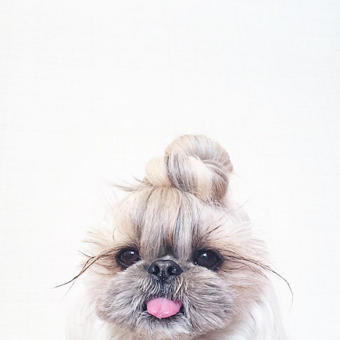 Every Day This Dog Gets A New Hairstyle Every Day This Dog Gets A New Hairstyle