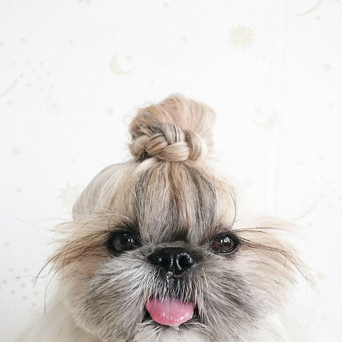 Every Day This Dog Gets A New Hairstyle Every Day This Dog Gets A New Hairstyle