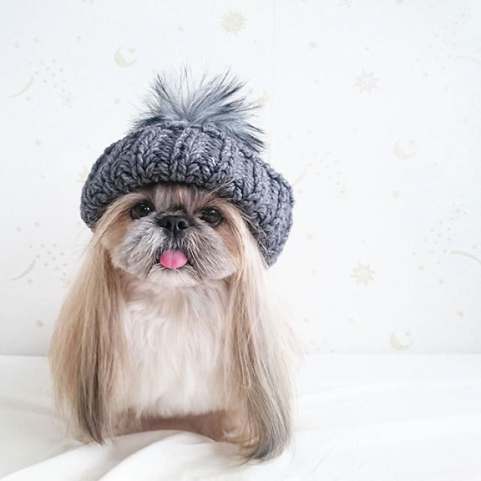 Every Day This Dog Gets A New Hairstyle Every Day This Dog Gets A New Hairstyle