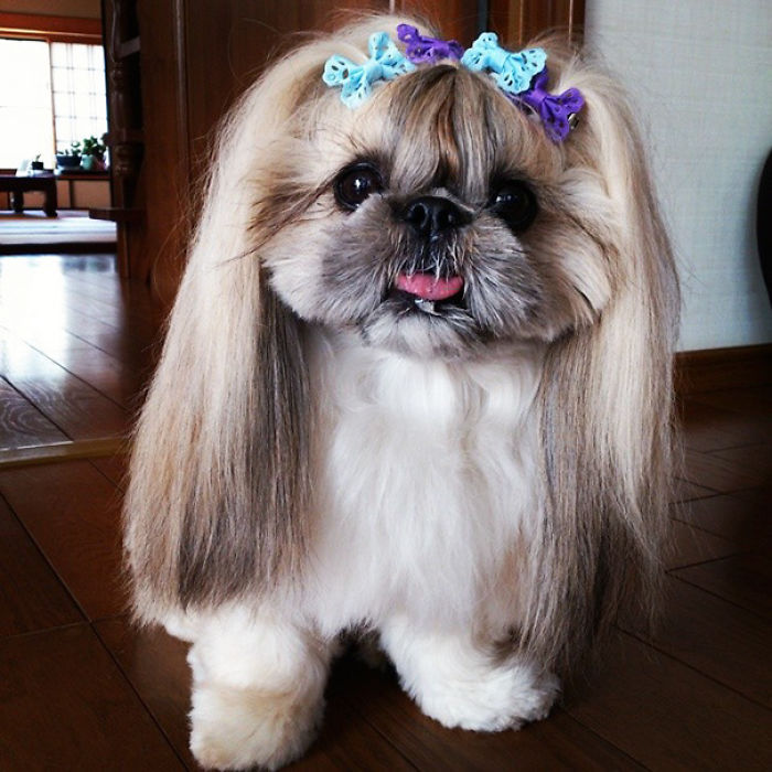 Every Day This Dog Gets A New Hairstyle Every Day This Dog Gets A New Hairstyle