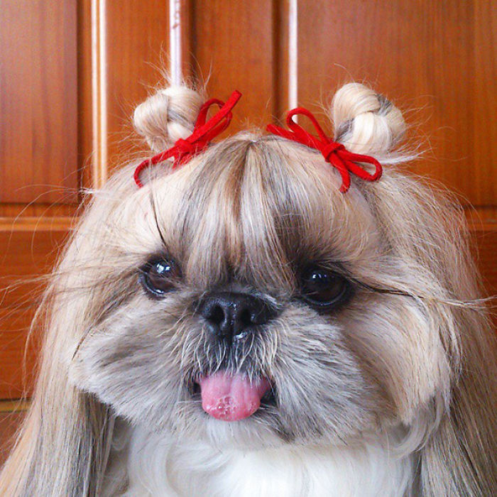Every Day This Dog Gets A New Hairstyle Every Day This Dog Gets A New Hairstyle