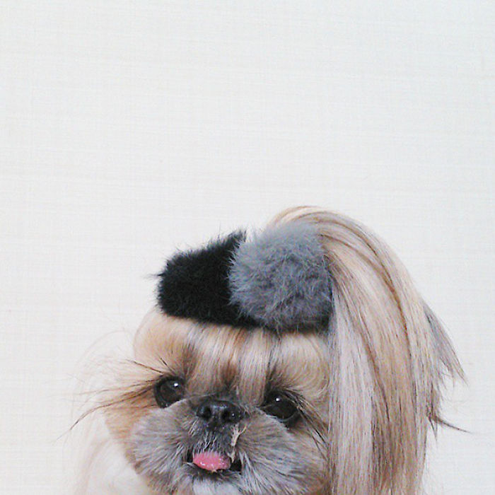 Every Day This Dog Gets A New Hairstyle Every Day This Dog Gets A New Hairstyle
