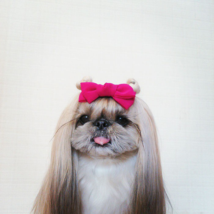 Every Day This Dog Gets A New Hairstyle Every Day This Dog Gets A New Hairstyle