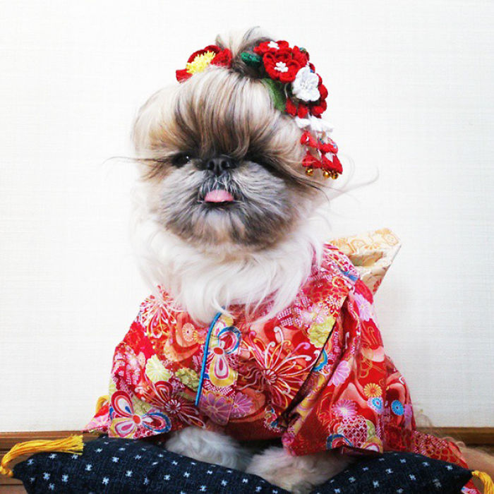 Every Day This Dog Gets A New Hairstyle Every Day This Dog Gets A New Hairstyle