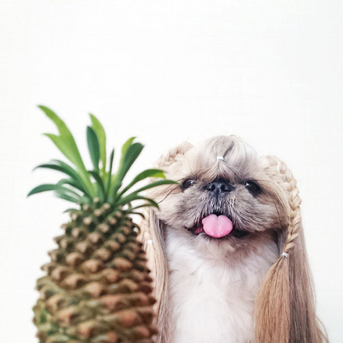 Every Day This Dog Gets A New Hairstyle Every Day This Dog Gets A New Hairstyle