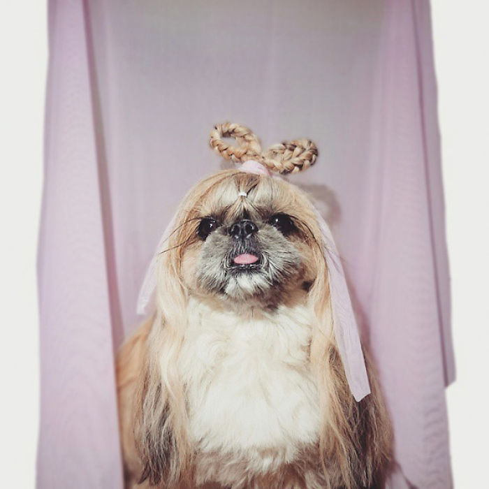 Every Day This Dog Gets A New Hairstyle Every Day This Dog Gets A New Hairstyle