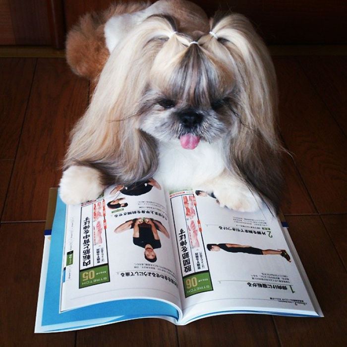 Every Day This Dog Gets A New Hairstyle Every Day This Dog Gets A New Hairstyle