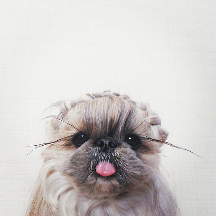 Every Day This Dog Gets A New Hairstyle Every Day This Dog Gets A New Hairstyle