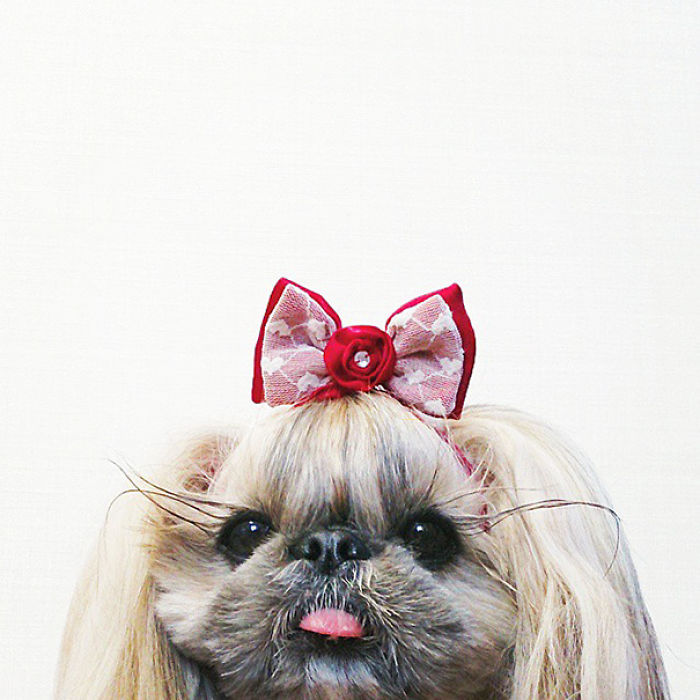 Every Day This Dog Gets A New Hairstyle Every Day This Dog Gets A New Hairstyle