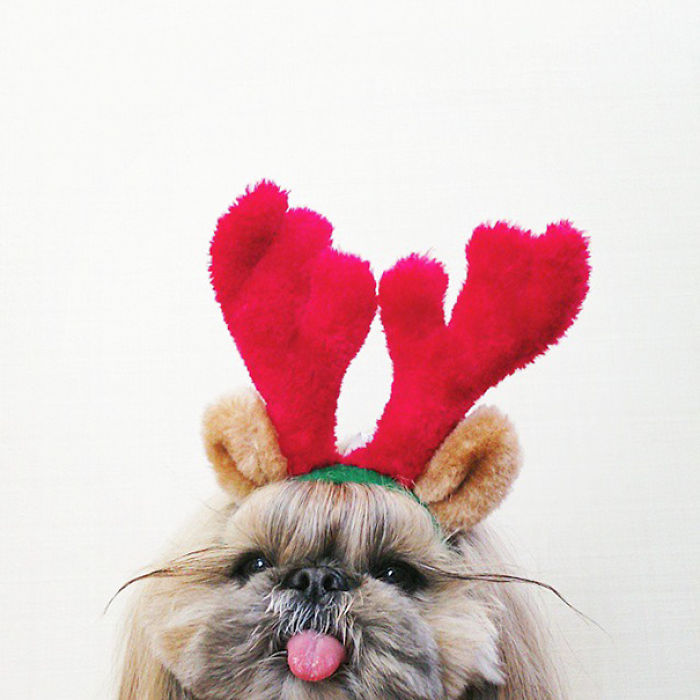 Every Day This Dog Gets A New Hairstyle Every Day This Dog Gets A New Hairstyle