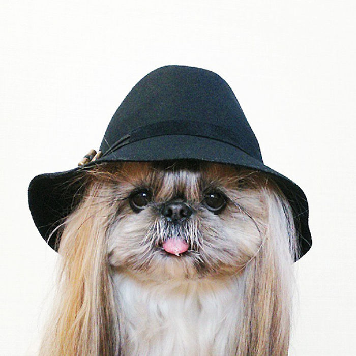 Every Day This Dog Gets A New Hairstyle Every Day This Dog Gets A New Hairstyle