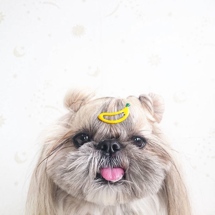 Every Day This Dog Gets A New Hairstyle Every Day This Dog Gets A New Hairstyle