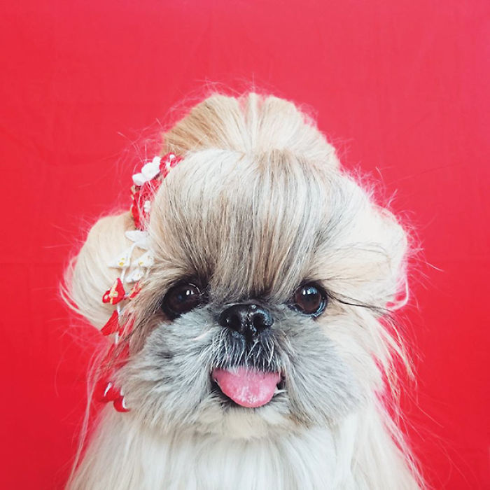 Every Day This Dog Gets A New Hairstyle Every Day This Dog Gets A New Hairstyle