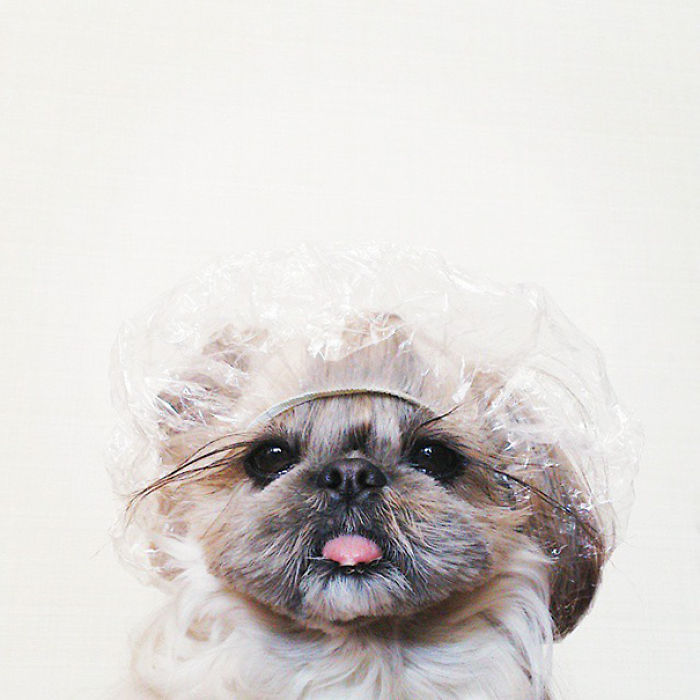 Every Day This Dog Gets A New Hairstyle Every Day This Dog Gets A New Hairstyle