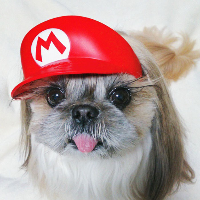 Every Day This Dog Gets A New Hairstyle Every Day This Dog Gets A New Hairstyle