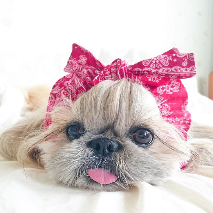 Every Day This Dog Gets A New Hairstyle Every Day This Dog Gets A New Hairstyle