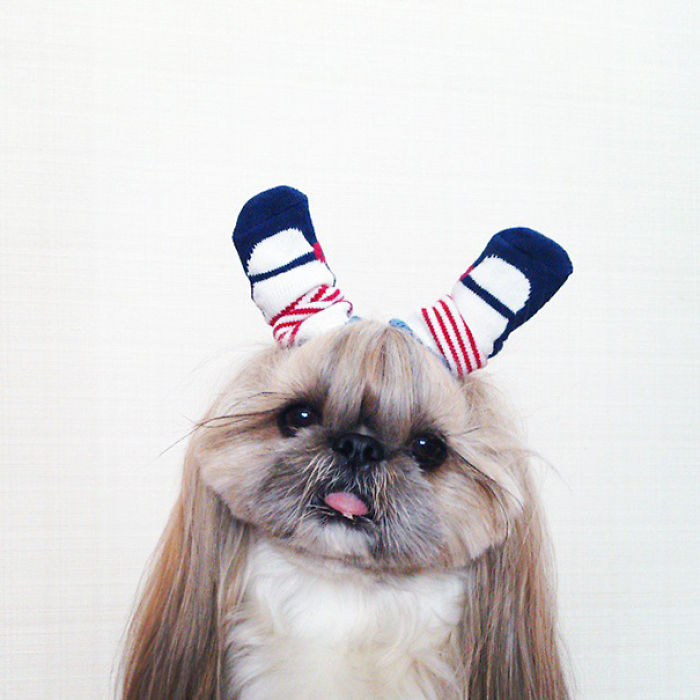 Every Day This Dog Gets A New Hairstyle Every Day This Dog Gets A New Hairstyle