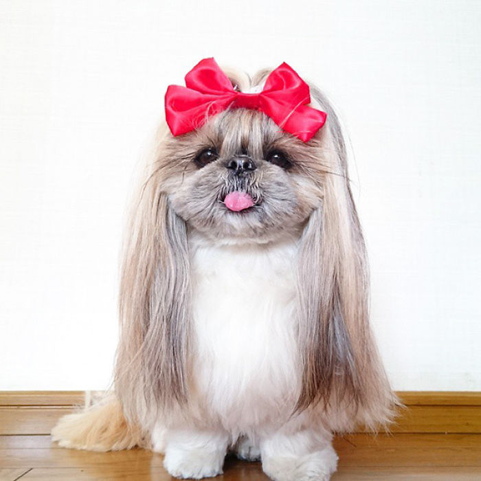 Every Day This Dog Gets A New Hairstyle Every Day This Dog Gets A New Hairstyle