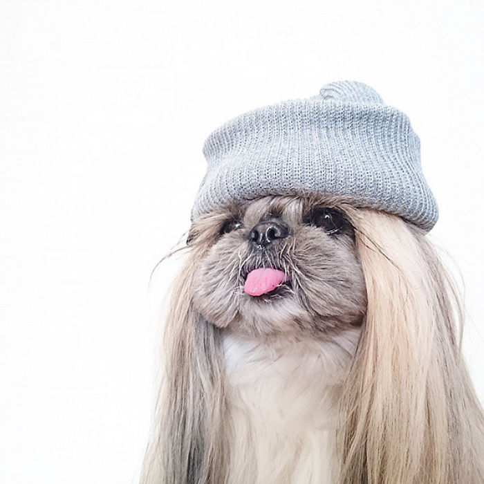 Every Day This Dog Gets A New Hairstyle Every Day This Dog Gets A New Hairstyle