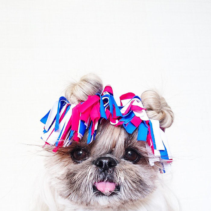 Every Day This Dog Gets A New Hairstyle Every Day This Dog Gets A New Hairstyle