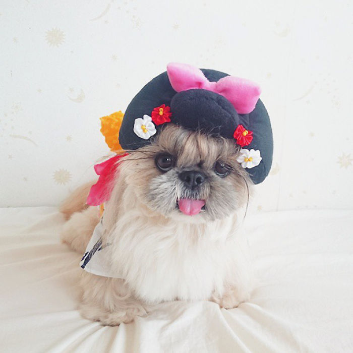 Every Day This Dog Gets A New Hairstyle Every Day This Dog Gets A New Hairstyle