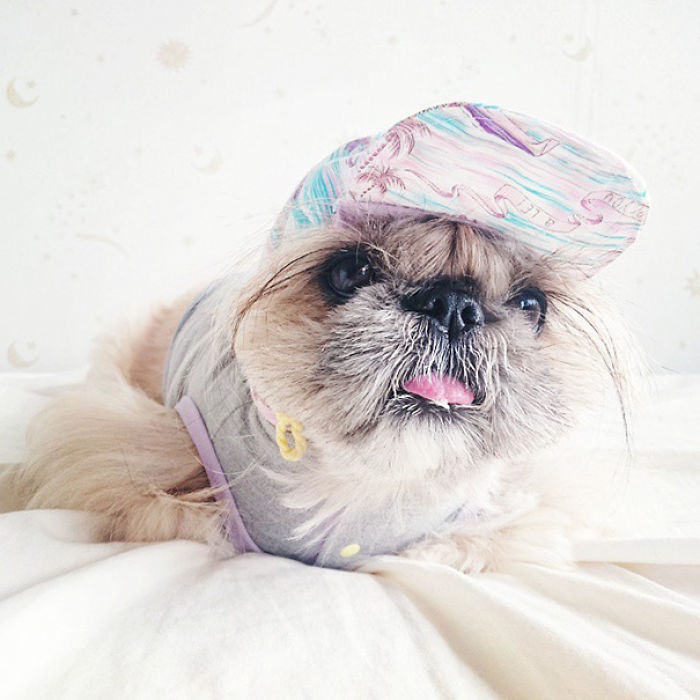 Every Day This Dog Gets A New Hairstyle Every Day This Dog Gets A New Hairstyle