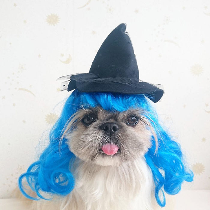 Every Day This Dog Gets A New Hairstyle Every Day This Dog Gets A New Hairstyle