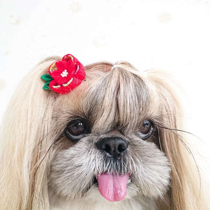 Every Day This Dog Gets A New Hairstyle Every Day This Dog Gets A New Hairstyle