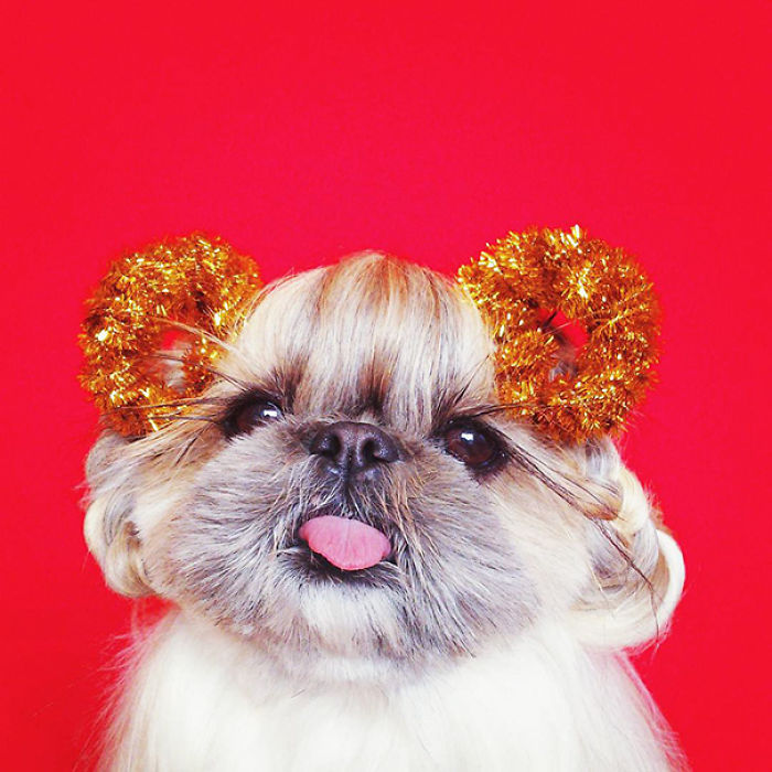 Every Day This Dog Gets A New Hairstyle Every Day This Dog Gets A New Hairstyle