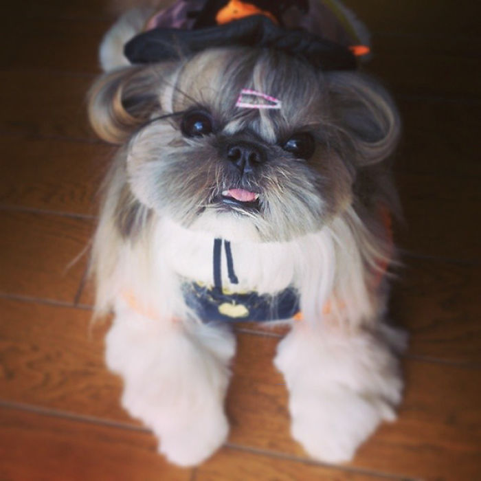 Every Day This Dog Gets A New Hairstyle Every Day This Dog Gets A New Hairstyle