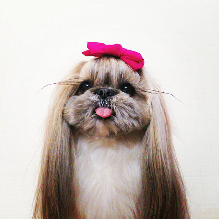 Every Day This Dog Gets A New Hairstyle Every Day This Dog Gets A New Hairstyle