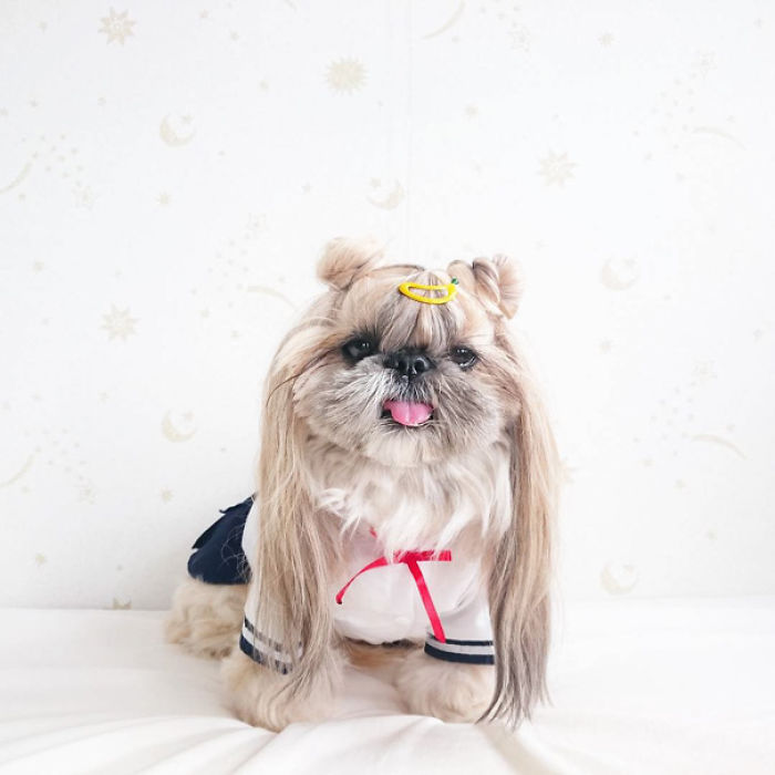 Every Day This Dog Gets A New Hairstyle Every Day This Dog Gets A New Hairstyle