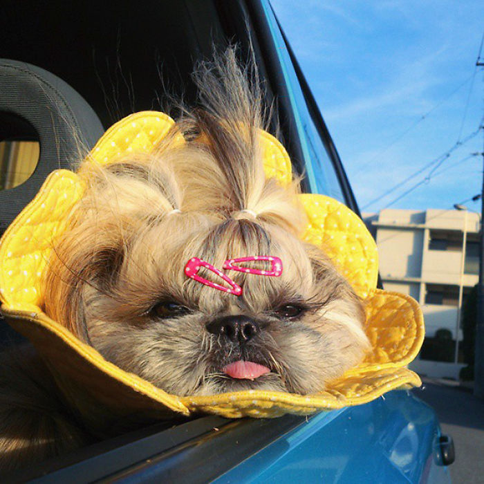 Every Day This Dog Gets A New Hairstyle Every Day This Dog Gets A New Hairstyle