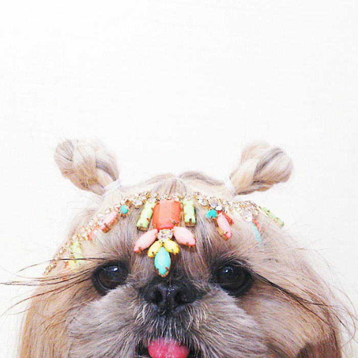 Every Day This Dog Gets A New Hairstyle Every Day This Dog Gets A New Hairstyle